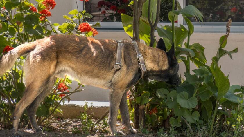 A dog exploring a vibrant garden with red flowers and green foliage.