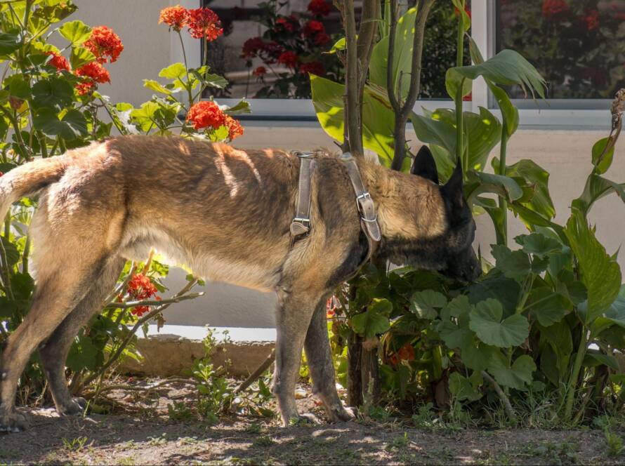 A dog exploring a vibrant garden with red flowers and green foliage.