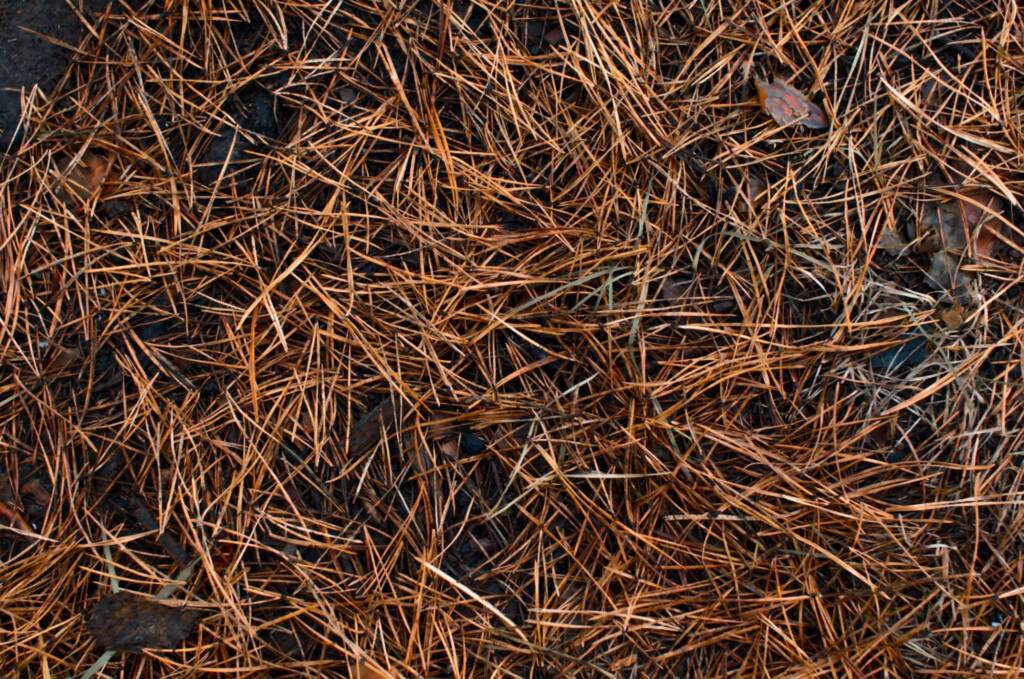 Close-up of pine straw mulch made from fallen yellow pine needles.