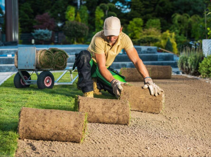 Landscape worker positions the sod rolls for backyard installation.