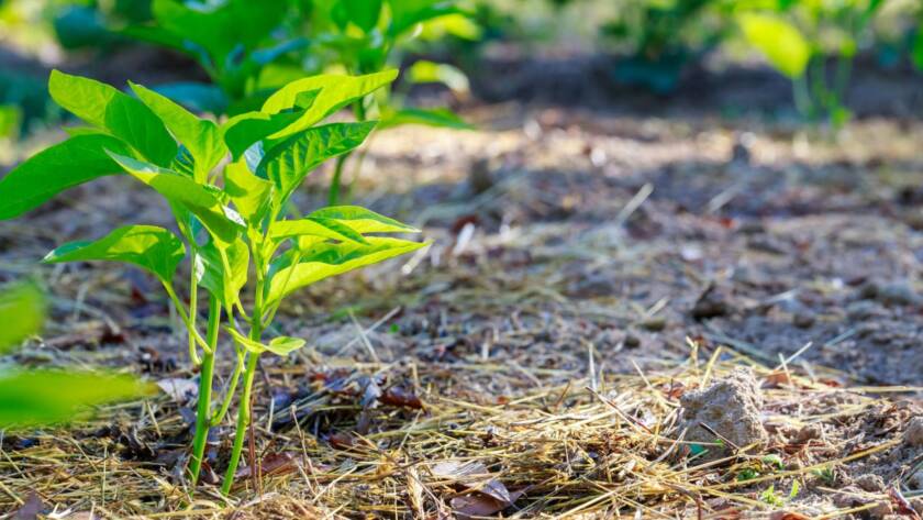 Sweet bell pepper seedlings planted with straw mulch in soil.