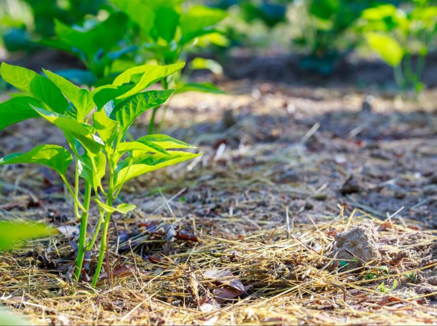 Sweet bell pepper seedlings planted with straw mulch in soil.